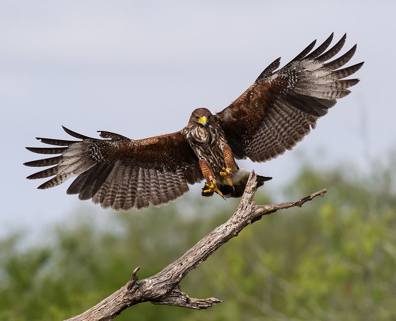 Пустынный канюк - Harris's Hawk