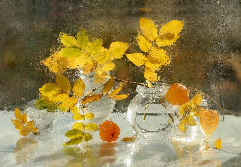 осень, листья, шиповник, физалис, капли, стекло Осенний этюдphoto preview