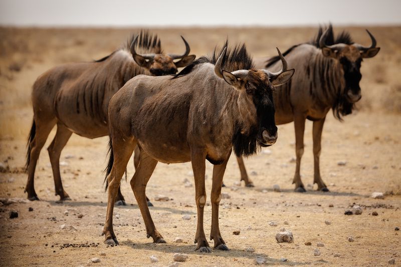 #Африка #Намибия #Этоша #голубой гну #национальный парк #сафари #животные #africa #namibia #Etosha  #animal #safari #wildebeest Голубые Гну .photo preview