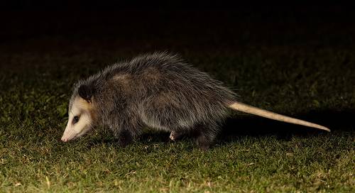 Опосcум - Opossum