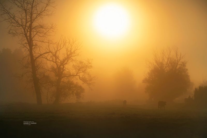 fog, sun, landscape, Kociewie, cows, Fighting fog and sun.photo preview