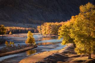 Золотые тополя в устье реки Чаган-Узун