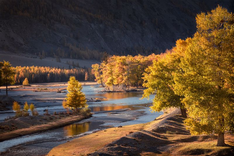 алтай, золотые деревья, осень, золото, чаган-узун Золотые тополя в устье реки Чаган-Узунphoto preview