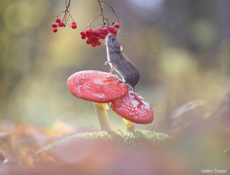 мышь, грибы, ягода, осень ***photo preview