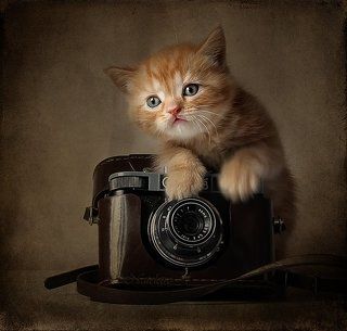 Фотокот