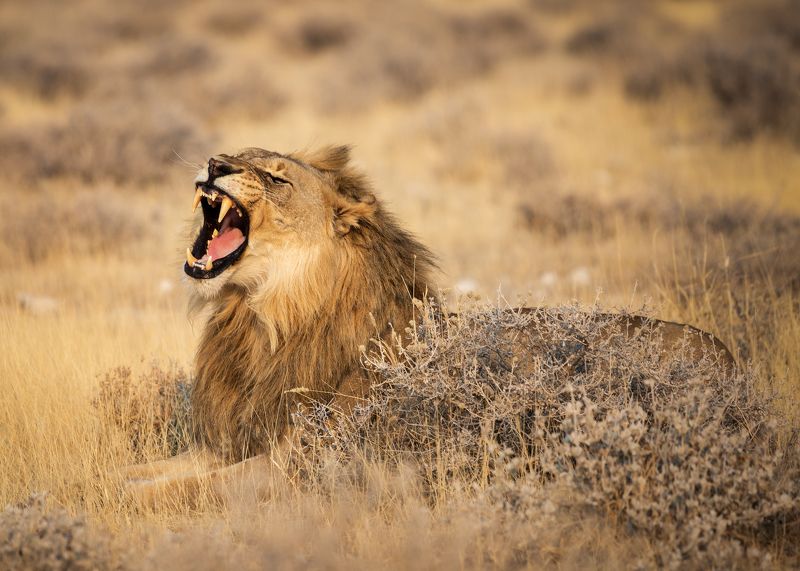#лев #сафари #намибия #этоша #национальный парк #рев #namibia #africa #safari #leon #etosha Царь зверейphoto preview