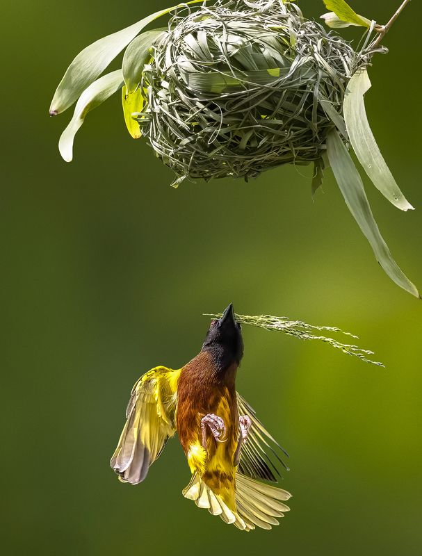 bird, bird photography, Wildlife, BIF, bird in flight, motion, action, nature, Building Nestphoto preview