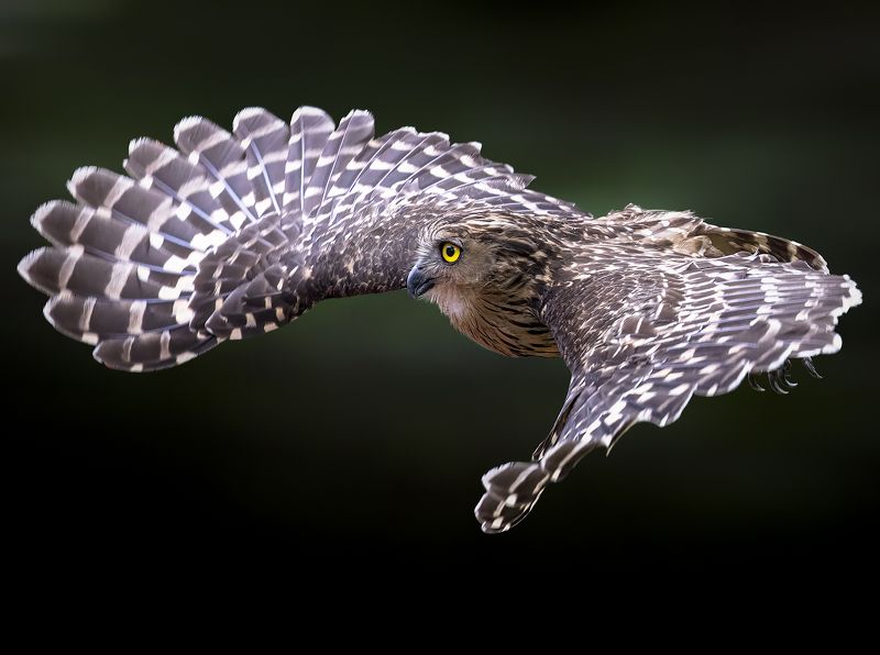 bird, wildlife, bif, bird in flight, outdoor, nature Buffy Fish Owl in flightphoto preview