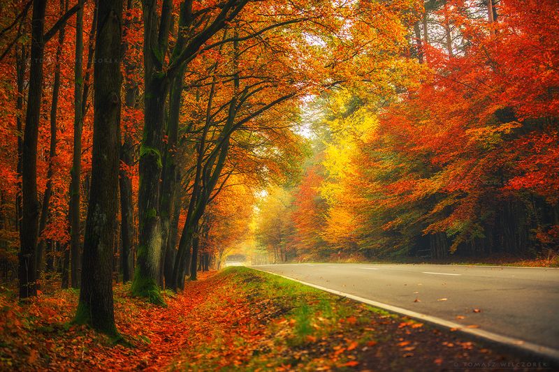 landscape, poland, light, autumn, awesome, amazing, sunrise, sunset, lovely, nature, travel, forest, trees, orange, road, colors, leaves Road in the forestphoto preview