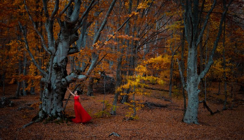девушка, лес, крым, демерджи, осень, золотая, красное, платье, girl, crimea, forest, demerdji, forest, ladyinred Lady In Redphoto preview