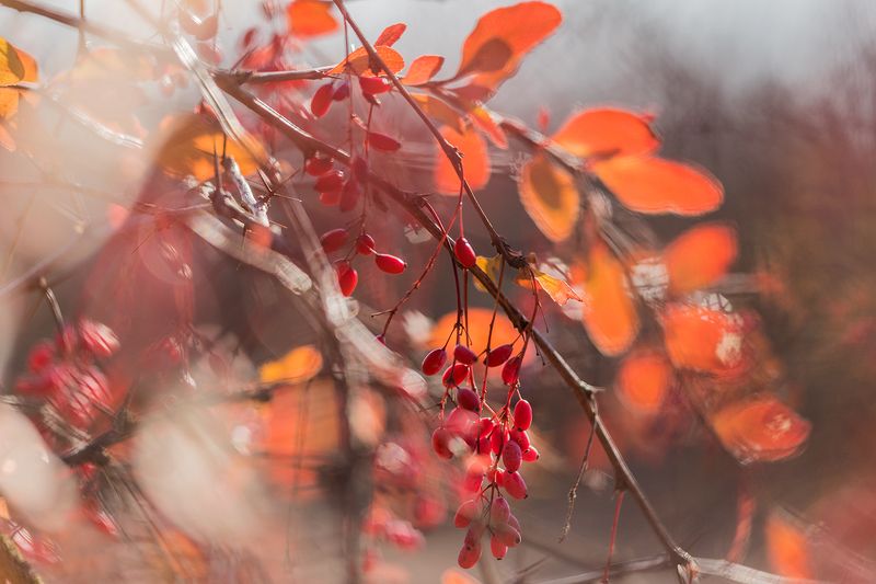 Осенний барбарисphoto preview