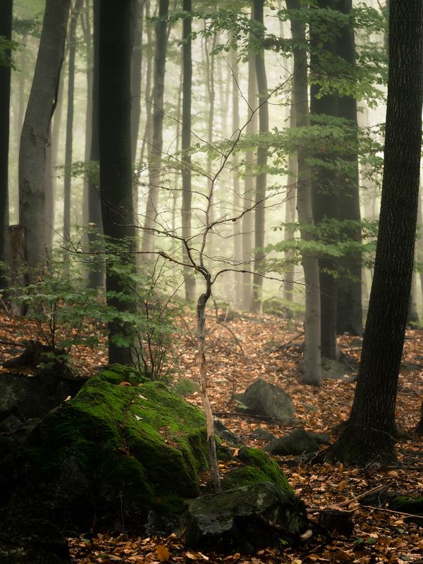 Forest portrait