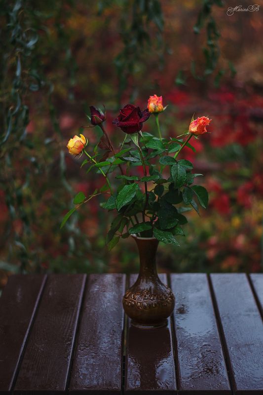 осень, дождь, розы, листья Грустная осеньphoto preview
