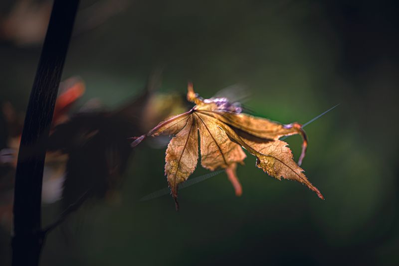 природа, макро, осень, клен, лист, паутинка ***photo preview