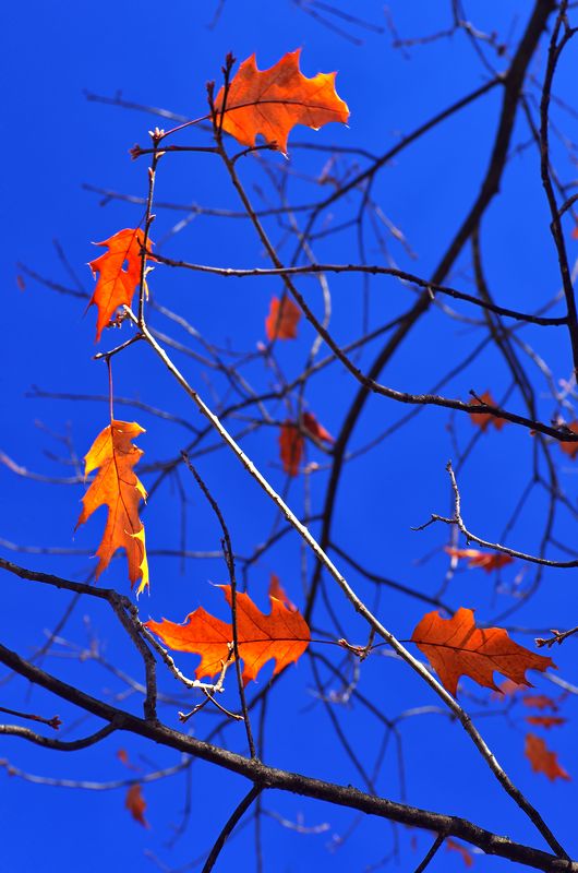 autumn, blue, branches, color, colors, color image, glow, leaf, leaves, light, nature, photography, sky, tree, trees, Glowing Leavesphoto preview