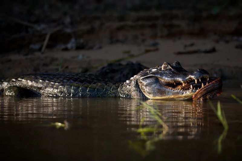 Крокодил и рыбкаphoto preview