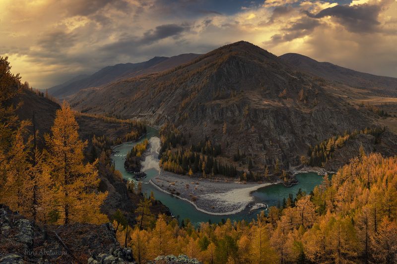 алтай, золотые деревья, осень, золото, аргут, бирюзовая вода, река Вид на излучину реки Аргутphoto preview