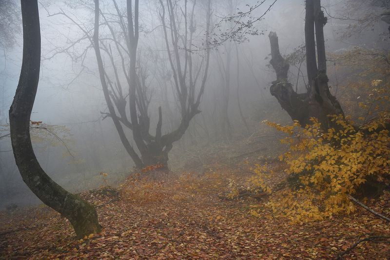 Мистика туманного леса