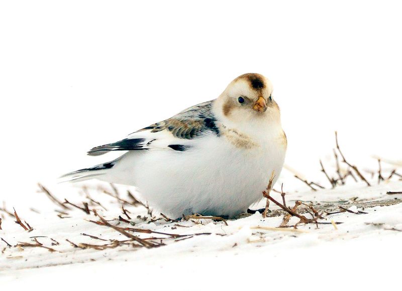 пуночка, или снежный подорожник - небольшая северная птица из отряда воробьиных. Пуночка.photo preview