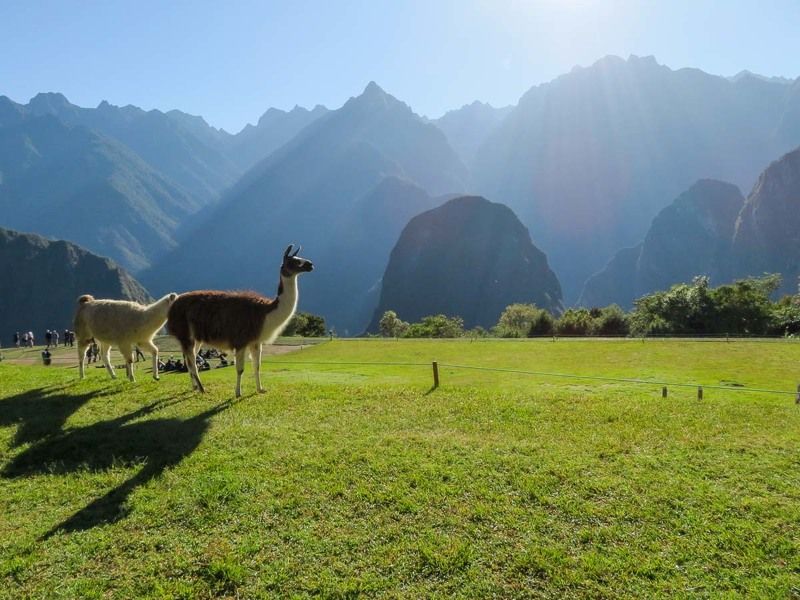Анды, лама, горы, утро, тени, животные, путешествие Андыphoto preview