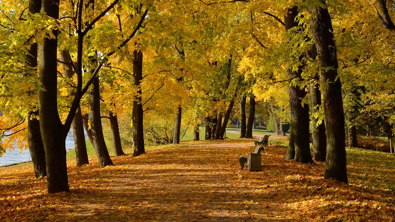 осень, природа, тишина, россия, питер, город, парк Золотая осень.photo preview