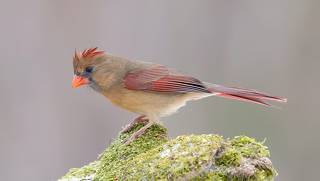 Northern Cardinal Female - Cамка. Красный кардинал