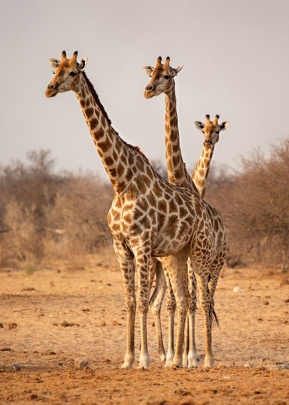 #Намибия #Этоша #жирафы #три #национальный парк #животные #Namibia #etosha #africa #animal #giraffe #Африка Триоphoto preview