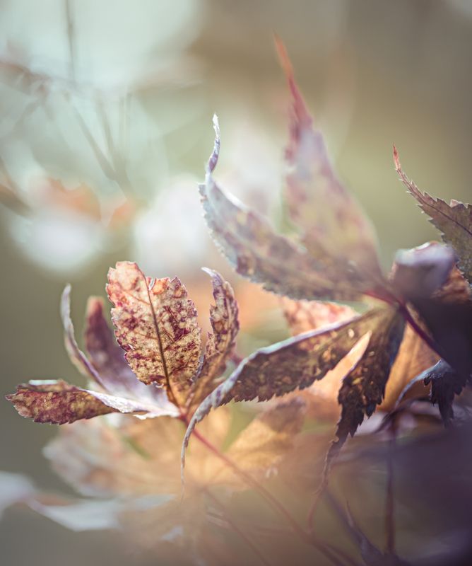 природа, макро, осень, клен Погружаясь в осеньphoto preview