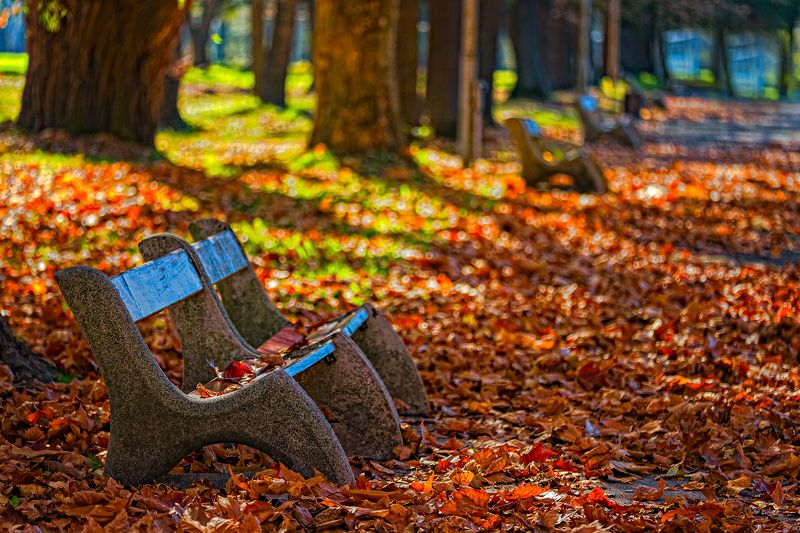 autumn, bench, color, colors, color image, foliage, landscape, leaf, leaves, nature, outdoor, park, photograph, photography, scene, tree, trees, Autumn in the Parkphoto preview