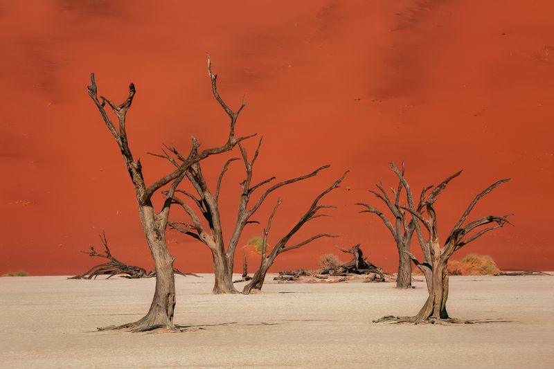 #Африка #Намибия #Мертвые деревья #Дедвлей #дюны #песок #africa #namibia #sand #dunes #Deadvlei #акация Deadvlei Forestphoto preview