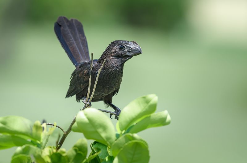 Smooth-billed Aniphoto preview