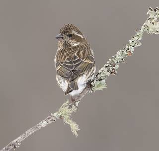 Female Purple finch - Пурпурная чечевица. cамка
