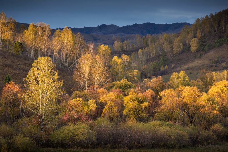алтай, алтайский край,золотые деревья, осень, золото, предгорья Тихая красота Алтайских предгорийphoto preview