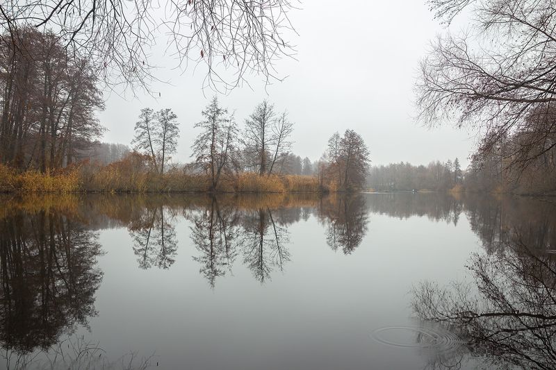 усмань, туман, природа, осень, ноябрь, липецкая область photo preview