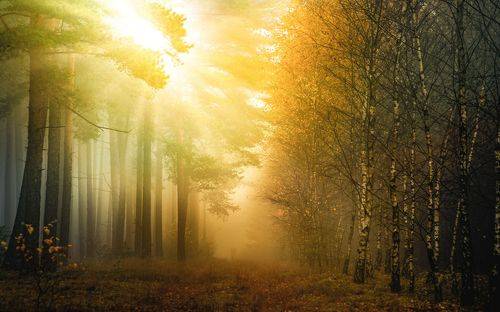 Autumn sunrise in a misty forest