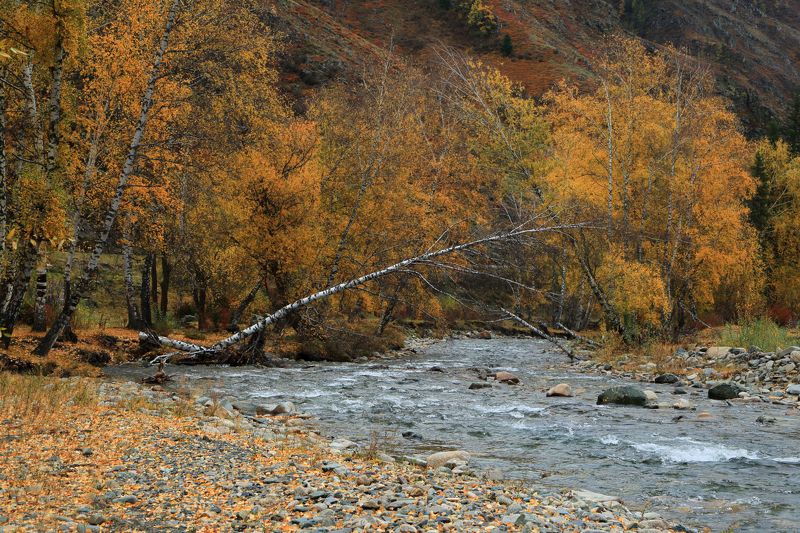 Осенние реки Алтая Б. Ильгуменьphoto preview