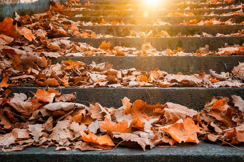 Листья на лестнице