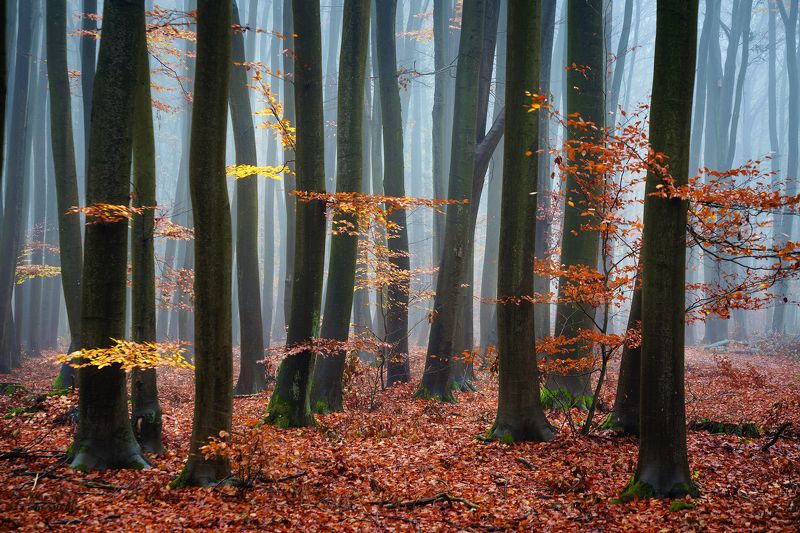 morning beech forest foggy magic mist trees autumn dranikowski fog fall Morning in the beech forestphoto preview