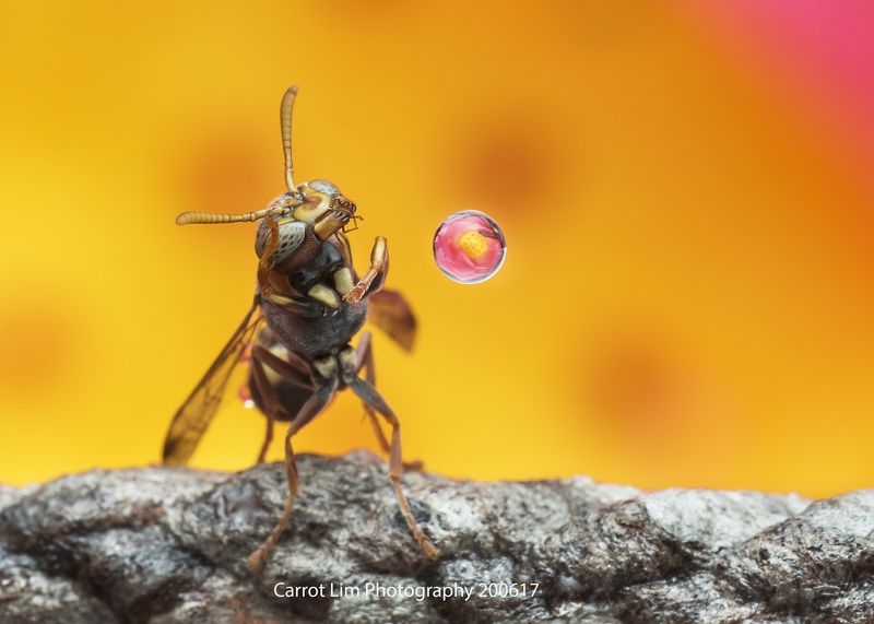 Wasp Blowing Water Bubble