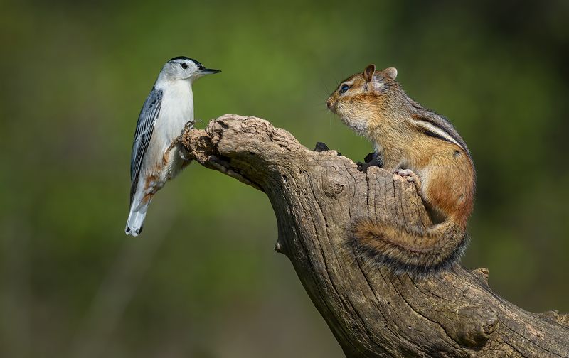 White-breasted Nuthatch vs. Chipmunkphoto preview