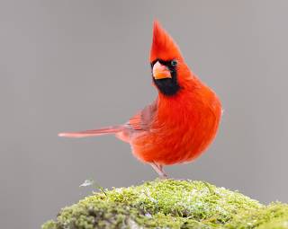 Northern Cardinal male - Красный кардинал самец