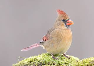 Female Northern Cardinal  - Cамка. Красный кардинал