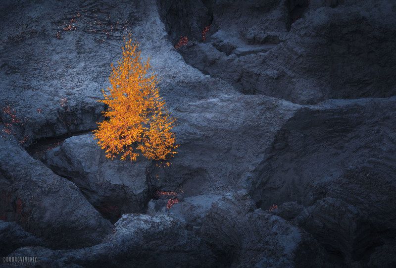 кондуки, осень, березка, тульская область Осенняя свечаphoto preview