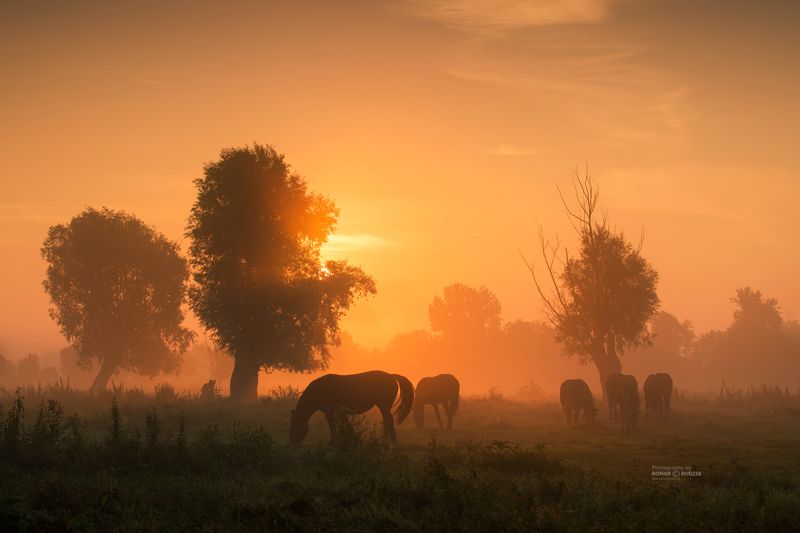 Sunrise, horses, landscape, meadow, pastures, clouds, The horses.photo preview