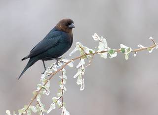 Brown-headed Cowbird male - Буроголовый коровий трупиал. самец
