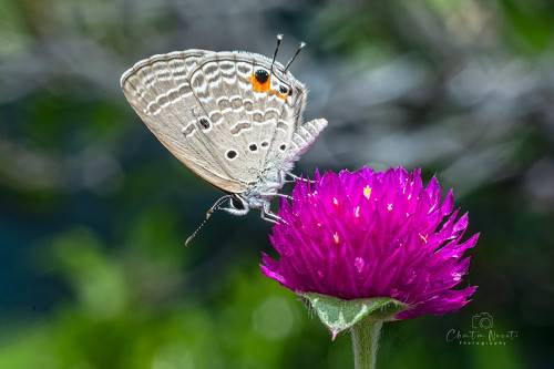 Butterfly and flower in the garden
