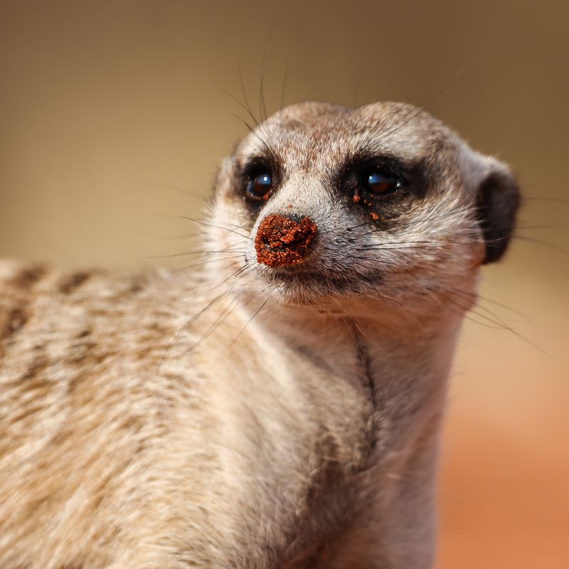 #сурикат #портрет #нос #песок #Намибия #калахари #cflahari #desert #namibia #meerkat #sand Портрет суриката photo preview