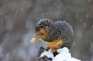 Fox Squirrel in Snow - Лисья Белка