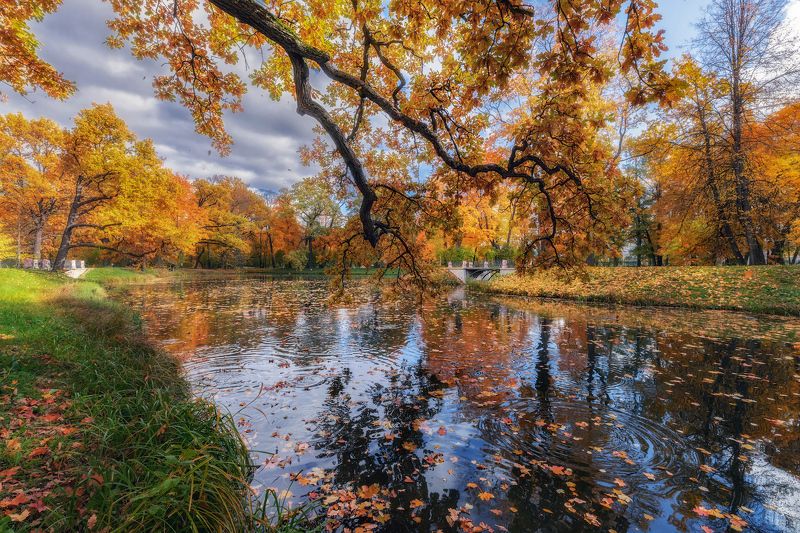 дуб желуди пруд пасмурно осень царское село Дождь из желудейphoto preview