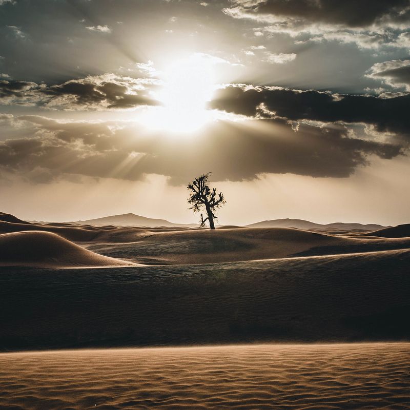природа, пустыня, закат, пейзаж, landscape Среди песковphoto preview